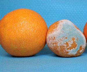 bitter oranges
